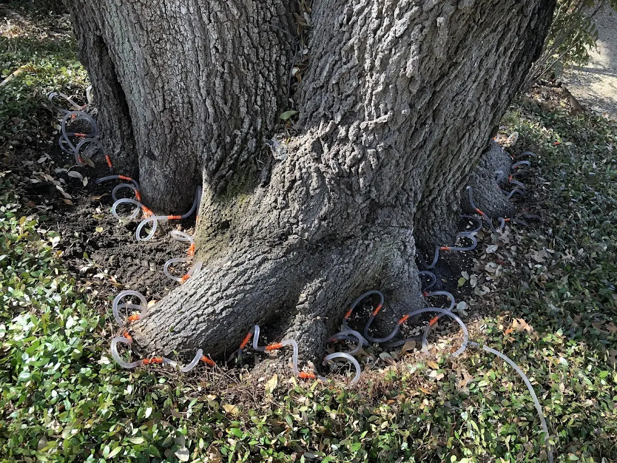 Detailed Tree Cabling and Bracing job site in Wayland