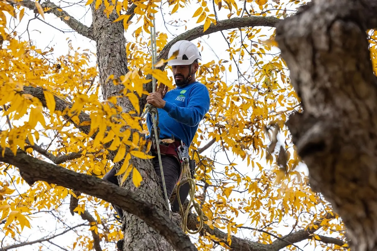 Skilled Storm Damage Cleanup crew working in Wayland